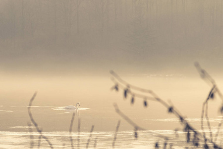 天鹅早晨在薄雾的湖面上游泳