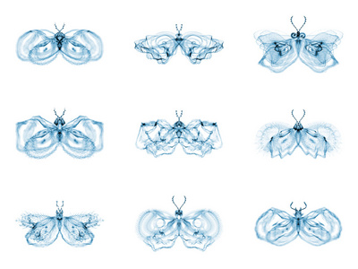 分形蝶类多样性