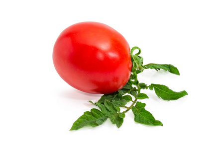 白底番茄红熟李子番茄