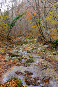 高山秋林中的快速河流