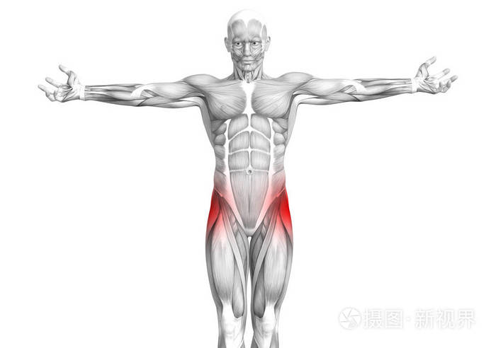髋部人体解剖学与红色热点炎症关节关节疼痛的腿保健治疗或运动肌肉的