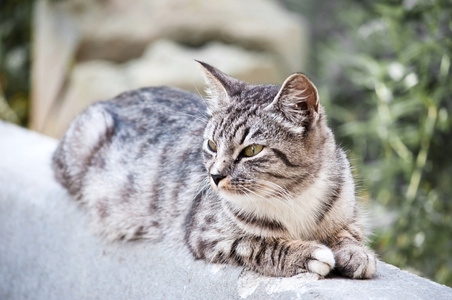 年轻野生猫图片