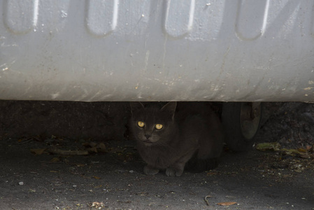 灰色的猫躲在垃圾桶下面图片