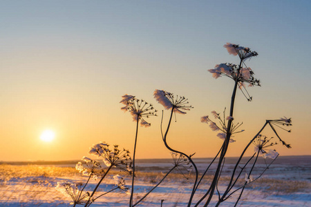 冬季的风景与干燥的冻草的背景下, 雪覆盖平原, 蓝天和橙色的太阳在日落。美丽的自然风光