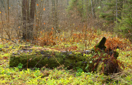 俄罗斯卡累利安地峡秋日森林中的落树