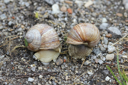 地面上的两只蜗牛