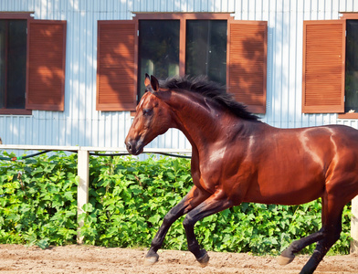 在打开 manege 湾体育品种骏马