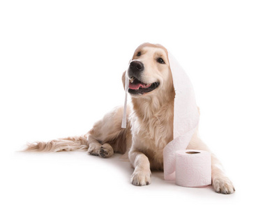 可爱的狗玩在白色背景的厕纸卷