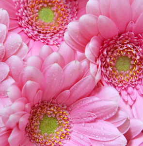 粉红色格柏鲜花