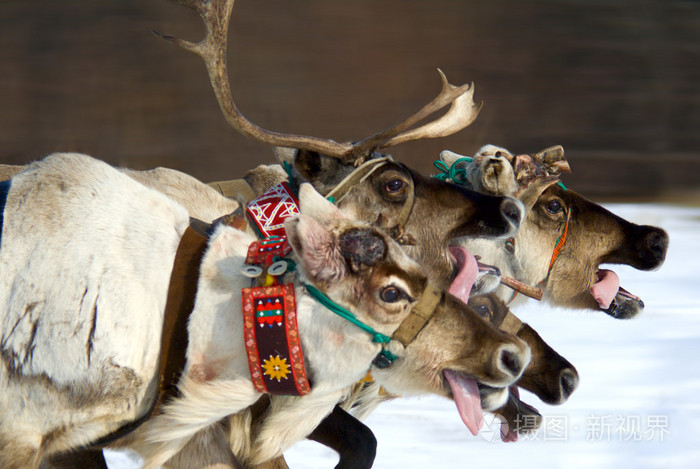 raindeers 赛车运动模糊