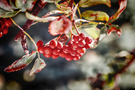 成熟的红色 ashberry