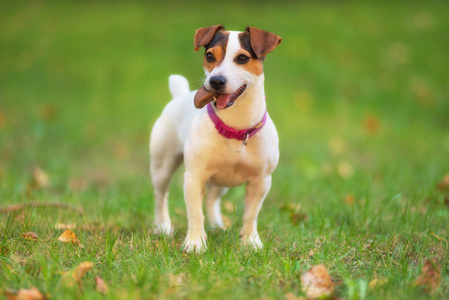 在草甸的公园里的杰克罗素猎犬狗