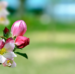 梅花的花枝