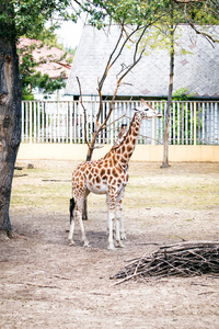 在动物园里的长颈鹿