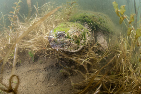 常见的鳄龟爬之际淤泥图片
