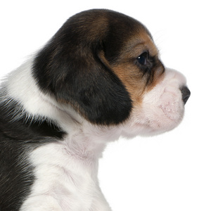 小猎犬的小狗，1 个月大，坐在白色背景前