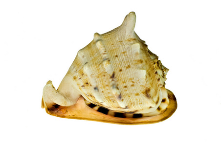 海贝壳