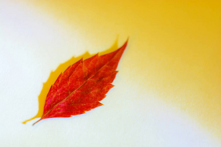 明亮的红色叶子在白色和黄色背景。拍照特写