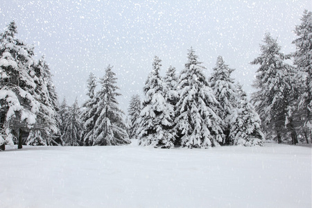 在雪地中冬季森林树木