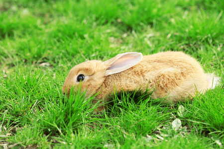 小兔子在草地特写