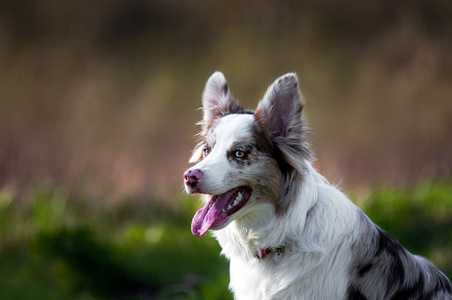 在夏天快乐梅尔边境牧羊犬