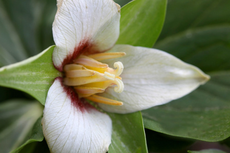 红色点头 trillium