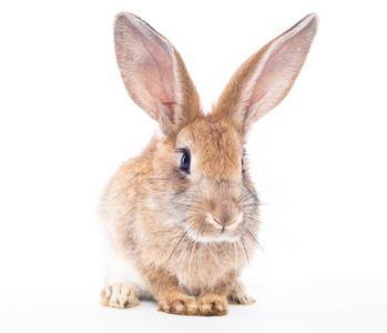 孤立在白色背景上的兔小兔子照片