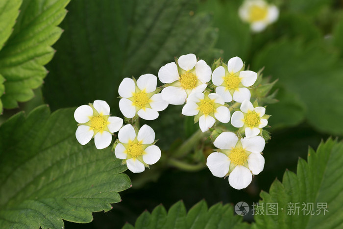 野草莓花