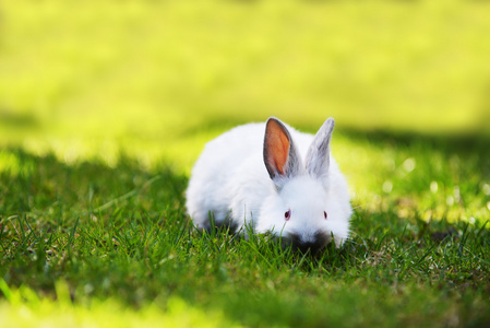 白兔在草丛中