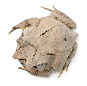 长鼻子的角蛙角蟾属 nasuta，18 个月大，在白色背景前的高角度视图