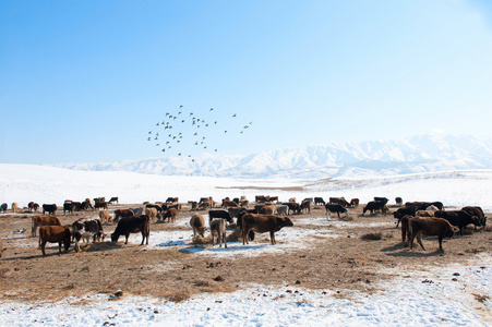 群奶牛的雪山背景中图片