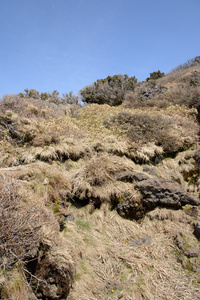 植物和岩石在 Yeongsil 踪迹