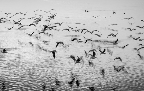海鸥在运动，黑色和白色美术图像