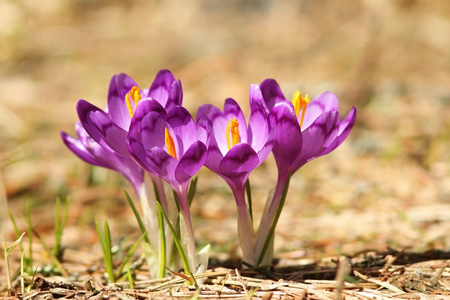 美丽的紫色脚底野生花卉
