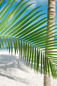 棕榈叶 蔚蓝的大海和热带的白色沙滩