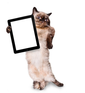 猫抱着一个空白的平板