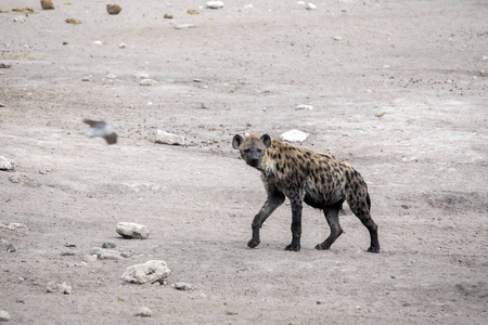 纳米比亚 Etosha 国家公园水坑附近的 Crocuta Crocuta 斑点鬣狗