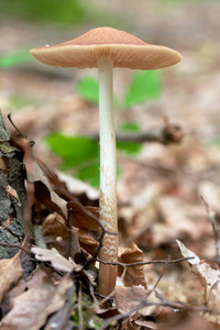 小蘑菇在森林里在绿色青苔与干燥叶子。自然的微距照片拍摄