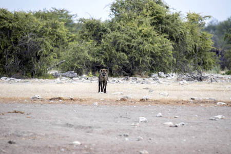 纳米比亚 Etosha 国家公园水坑附近的 Crocuta Crocuta 斑点鬣狗