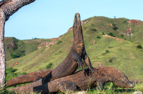 科莫科龙抬头, 用叉舌嗅出空气。自然栖息地。科学名称 巨蜥 komodoensis。自然背景是海岛 Rinca 的风景。印度尼