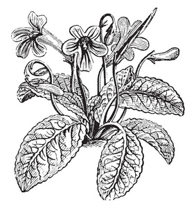 草的叶子和花的草本海角。它是 Streptocarpus 属的一种草本植物, 它是为其草花复古线画或雕刻插图栽培的。