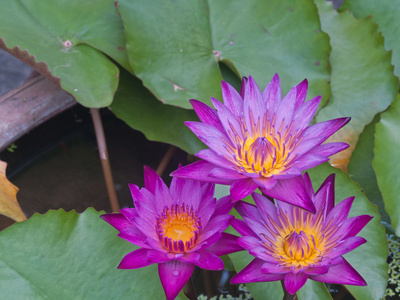 三个粉红色莲花盛开或池塘里的水中百合花开