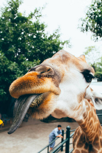 长颈鹿伸出舌头