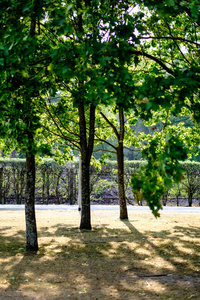 冬季前模糊背景的秋季公园的黄色和绿色叶子的桦木树