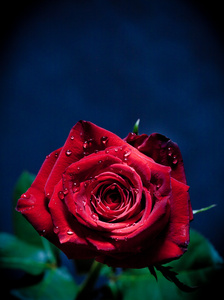 红玫瑰与水滴