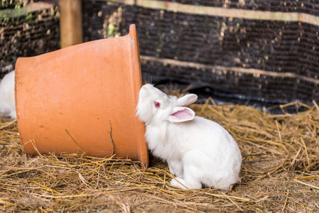 兔子在干草堆上