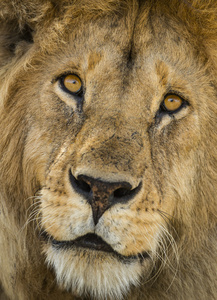 狮子，坦桑尼亚的塞伦盖蒂，非洲的特写镜头