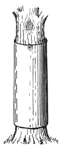 在树的树干周围的锌带, 以防止猫和松鼠爬树, 复古线画或雕刻插图