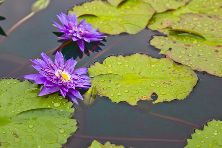 莲花盛开或池塘里的水中百合花开