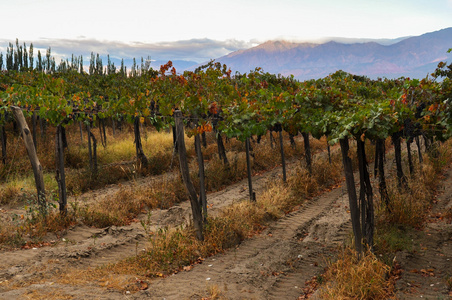 在北阿根廷布宜诺斯艾利斯的果味 wineyards